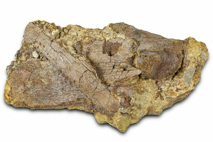 Fossil Dinosaur Bone Fragments in Sandstone - Wyoming #370651